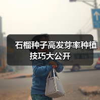 石榴种子高发芽率种植技巧大公开(图4) 石榴种子高发芽率种植技巧大公开(图4)