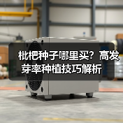 枇杷种子哪里买?高发芽率种植技巧解析(图3) 枇杷种子哪里买?高发芽率种植技巧解析(图3)