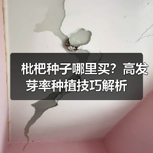 枇杷种子哪里买？高发芽率种植技巧解析（图4）