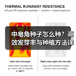 中皂角种子怎么种?高效发芽率与种植方法详解(图4) 中皂角种子怎么种?高效发芽率与种植方法详解(图4)