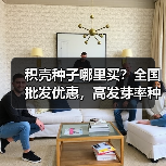 积壳种子哪里买?全国批发优惠,高发芽率种植指南(图3) 积壳种子哪里买?全国批发优惠,高发芽率种植指南(图3)