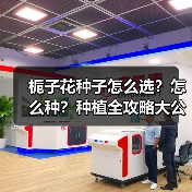 栀子花种子怎么选？怎么种？种植全攻略大公开（图1）