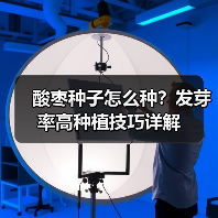 酸枣种子怎么种？发芽率高种植技巧详解（图4）