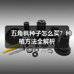 五角枫种子怎么买？种植方法全解析（图2）