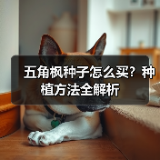 五角枫种子怎么买？种植方法全解析（图1）