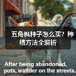 五角枫种子怎么买?种植方法全解析(图4) 五角枫种子怎么买?种植方法全解析(图4)