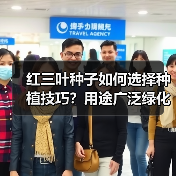 红三叶种子如何选择种植技巧？用途广泛绿化优选（图2）