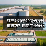 红三叶种子如何选择种植技巧？用途广泛绿化优选（图1）