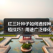 红三叶种子如何选择种植技巧？用途广泛绿化优选（图4）