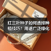 红三叶种子如何选择种植技巧？用途广泛绿化优选（图3）