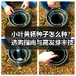 小叶黄杨种子怎么种？选购指南与高发芽率技巧解析（图2）