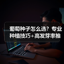 葡萄种子怎么选?专业种植技巧+高发芽率推荐(图1) 葡萄种子怎么选?专业种植技巧+高发芽率推荐(图1)