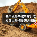 元宝枫种子哪里买？高发芽率种植技巧大揭秘（图1）