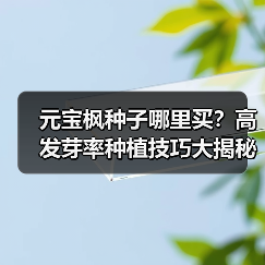 元宝枫种子哪里买?高发芽率种植技巧大揭秘(图4) 元宝枫种子哪里买?高发芽率种植技巧大揭秘(图4)