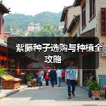 紫藤种子选购与种植全攻略（图1）