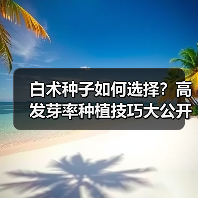 白术种子如何选择？高发芽率种植技巧大公开（图1）