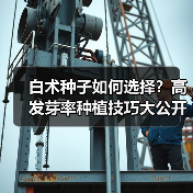 白术种子如何选择？高发芽率种植技巧大公开（图2）