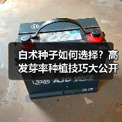 白术种子如何选择?高发芽率种植技巧大公开(图3) 白术种子如何选择?高发芽率种植技巧大公开(图3)