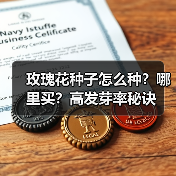 玫瑰花种子怎么种？哪里买？高发芽率秘诀（图2）