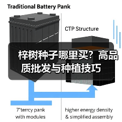 梓树种子哪里买？高品质批发与种植技巧（图1）