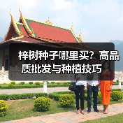 梓树种子哪里买？高品质批发与种植技巧（图2）