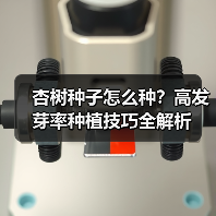 杏树种子怎么种？高发芽率种植技巧全解析（图1）