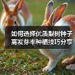 如何选择优质梨树种子 高发芽率种植技巧分享（图4）