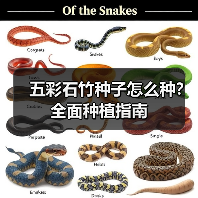 五彩石竹种子怎么种？全面种植指南（图2）