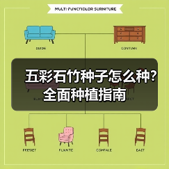 五彩石竹种子怎么种？全面种植指南（图3）