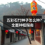 五彩石竹种子怎么种？全面种植指南（图4）