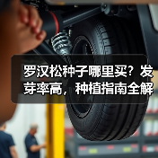 罗汉松种子哪里买？发芽率高，种植指南全解析（图2）