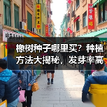 橡树种子哪里买?种植方法大揭秘,发芽率高达87%(图1) 橡树种子哪里买?种植方法大揭秘,发芽率高达87%(图1)