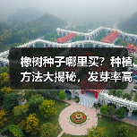 橡树种子哪里买?种植方法大揭秘,发芽率高达87%(图2) 橡树种子哪里买?种植方法大揭秘,发芽率高达87%(图2)