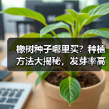 橡树种子哪里买？种植方法大揭秘，发芽率高达87%（图3）