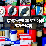 腊梅种子哪里买？种植技巧全解析（图2）