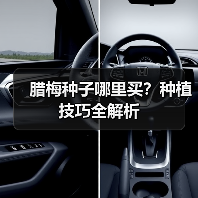 腊梅种子哪里买？种植技巧全解析（图4）