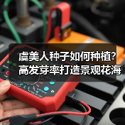 虞美人种子如何种植？高发芽率打造景观花海（图1）
