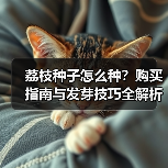 荔枝种子怎么种？购买指南与发芽技巧全解析（图4）