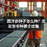 西洋参种子怎么种?高发芽率种植全攻略(图2) 西洋参种子怎么种?高发芽率种植全攻略(图2)