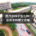 西洋参种子怎么种?高发芽率种植全攻略(图3) 西洋参种子怎么种?高发芽率种植全攻略(图3)
