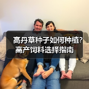 高丹草种子如何种植？高产饲料选择指南（图2）