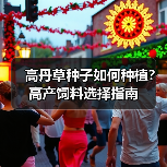 高丹草种子如何种植？高产饲料选择指南（图4）