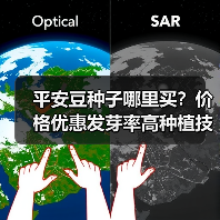平安豆种子哪里买?价格优惠发芽率高种植技术(图2) 平安豆种子哪里买?价格优惠发芽率高种植技术(图2)