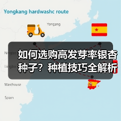 如何选购高发芽率银杏种子？种植技巧全解析（图1）