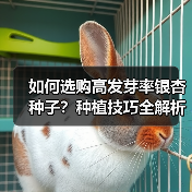 如何选购高发芽率银杏种子？种植技巧全解析（图2）