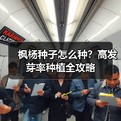 枫杨种子怎么种？高发芽率种植全攻略（图1）