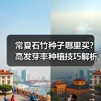 常夏石竹种子哪里买？高发芽率种植技巧解析（图1）