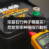 常夏石竹种子哪里买？高发芽率种植技巧解析（图4）