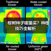 桉树种子哪里买?种植技巧全解析(图2) 桉树种子哪里买?种植技巧全解析(图2)