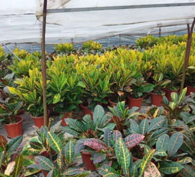 变叶木苗木批发